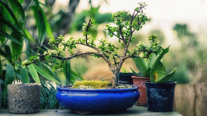 Pot à bonsai bleu