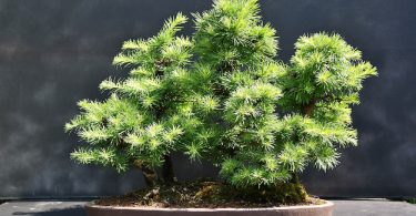 Pot bonsai plat style foret