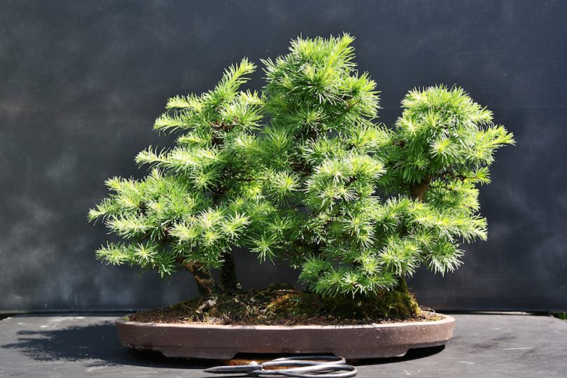 Pot bonsai plat style foret