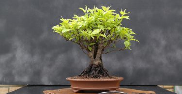 Pot bonsai ovale