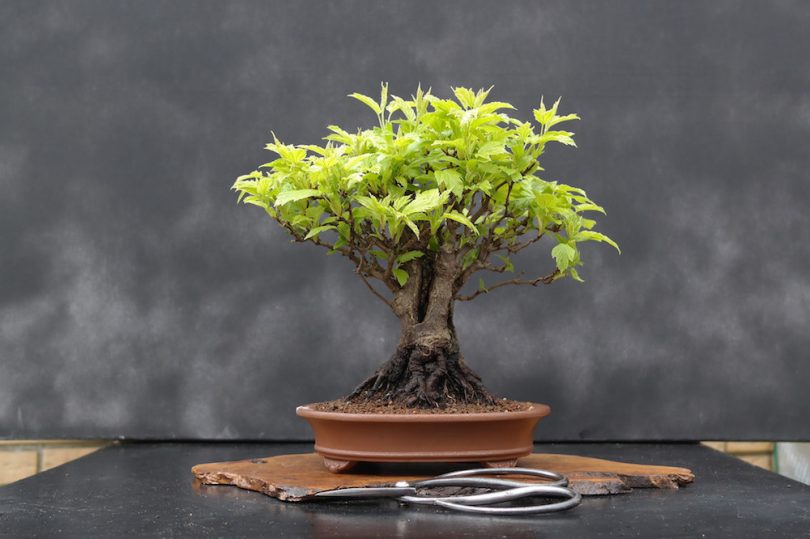 Pot bonsai ovale