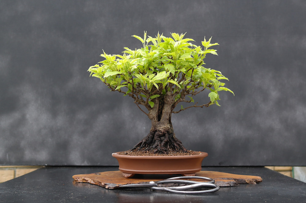 Choisir un pot   bonsai  Comment bien le choisir 