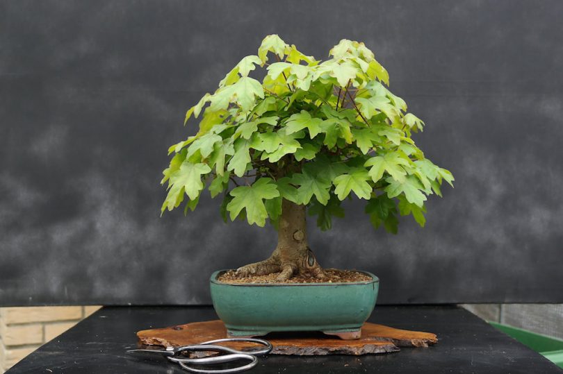 Pot bonsai rectangle