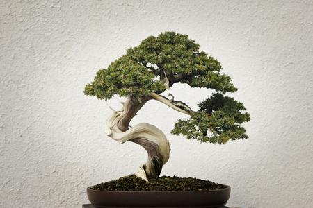 Style de bonsai courbé
