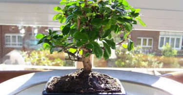 Bonsai Carmona