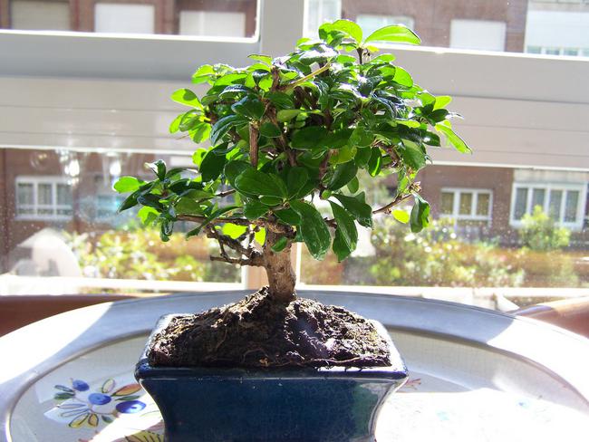 Carmona microphylla. Bonsaï 5 ans. Arbre à thé