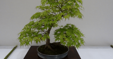 Bonsai erable