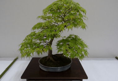 Bonsai erable