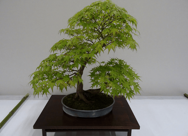 Bonsai erable