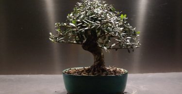 Bonsai Olivier (Olea Europaea)