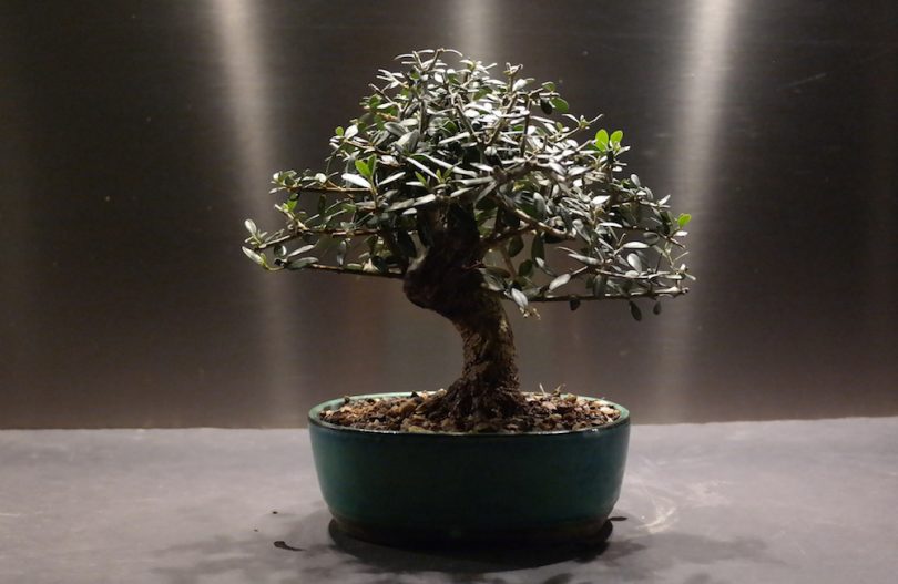 Bonsai Olivier (Olea Europaea)