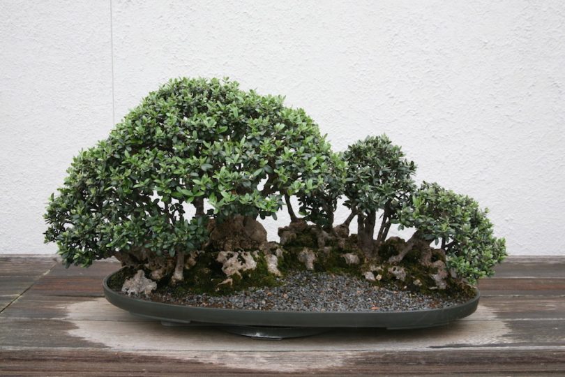 Bonsai Olivier (Olea Europaea)