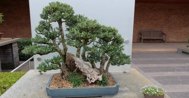 Bonsai Olivier (Olea Europaea)