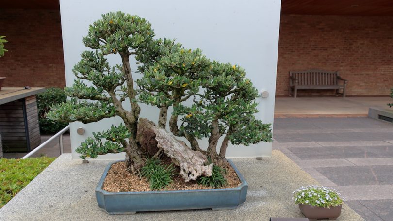 Bonsai Olivier (Olea Europaea)