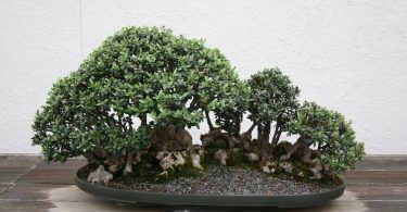 Bonsai Olivier (Olea Europaea)