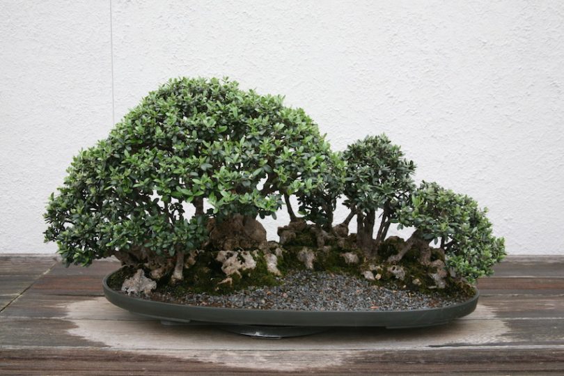 Bonsai olivier - Olea Europaea - Fiche d'entretien