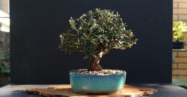 Bonsai Olivier (Olea Europaea)