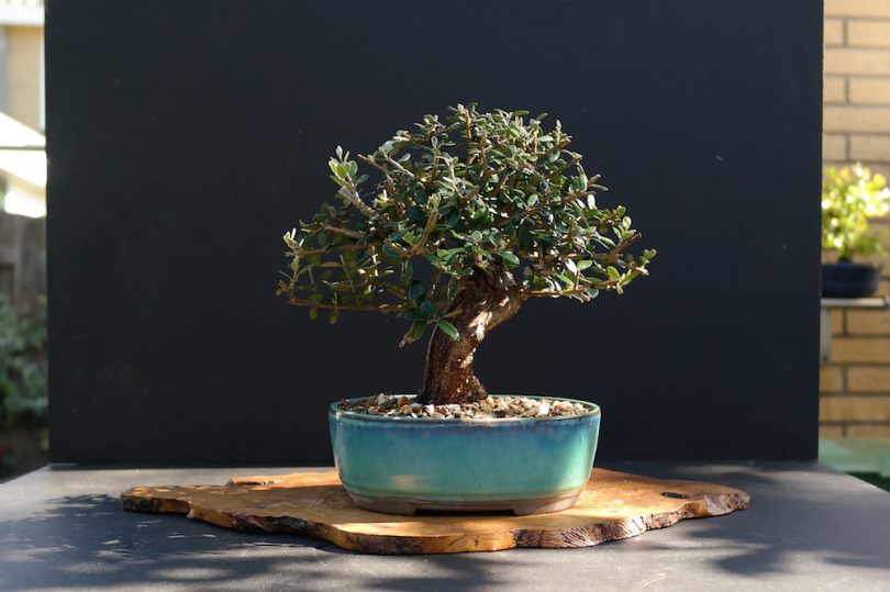 Bonsai Olivier (Olea Europaea)