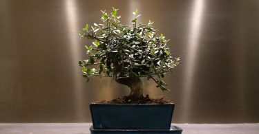 Bonsai Olivier (Olea Europaea)