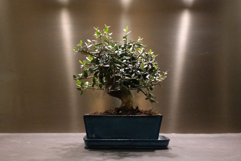 Bonsai Olivier (Olea Europaea)