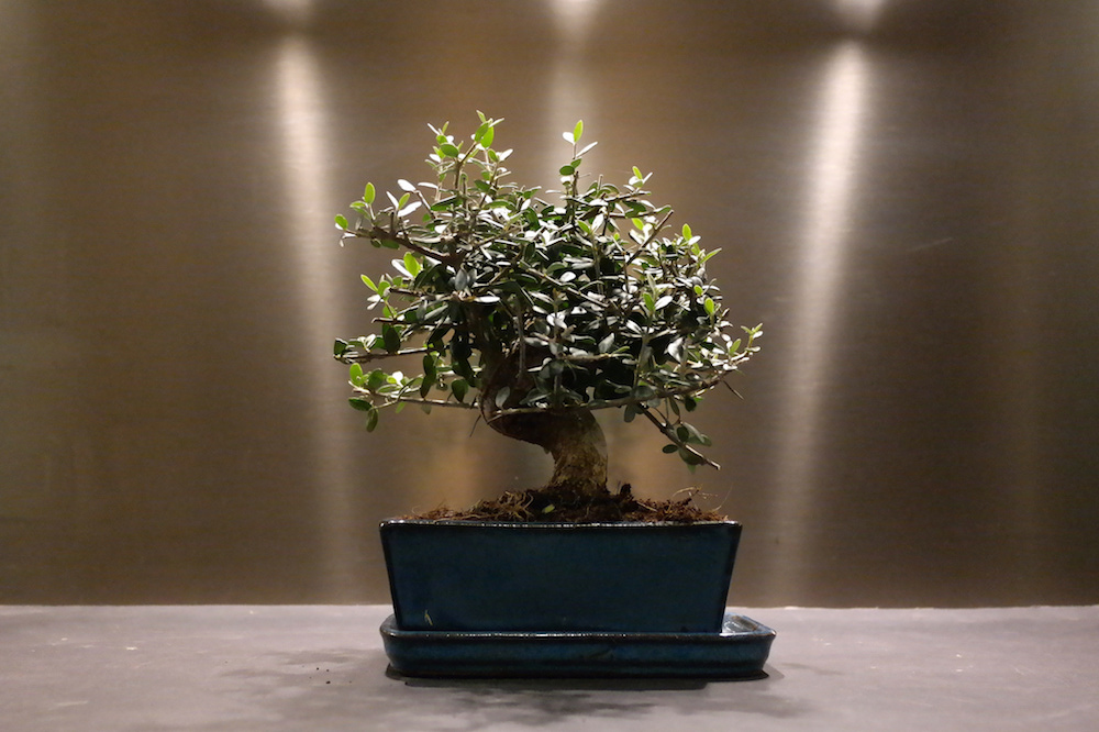 Photos de bonsai  Galerie d images  de bonsai  Maitre Bonsai 