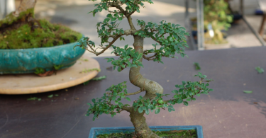 Bonsai Orme de Chine