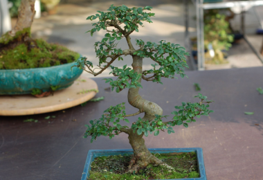 Bonsai Orme de Chine