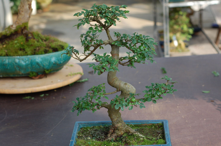 Bonsai Orme de Chine