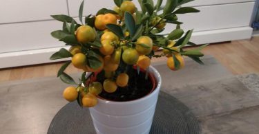 Entretien du bonsai citrus