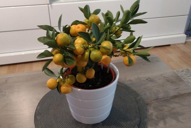 Entretien du bonsai citrus