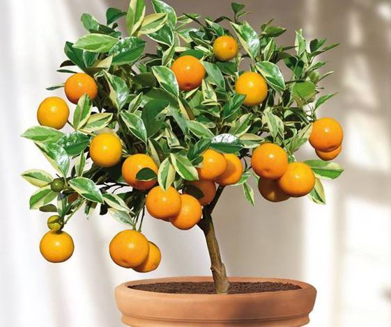 Faire un bonsai citrus - citrionnier