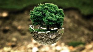 Top des fausses idées sur le bonsai