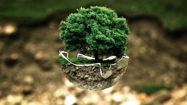 Fausses idées reçus sur les bonsai