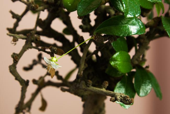 Les feuilles et les fleurs du Carmona