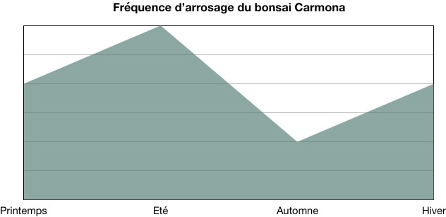 Fréquence d'arrosage bonsai Carmona (Thé de Fukien)