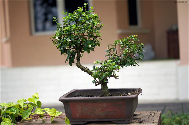 Pot à bonsai rectangulaire