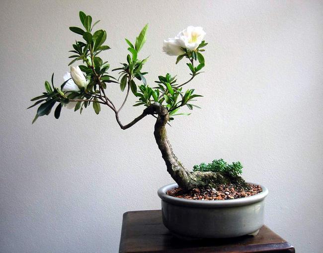 Choisir un pot à Bonsaï qui convient à un arbre - Bonsai Empire