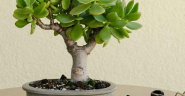 Outils d'entretien du bonsai