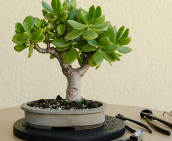 Outils et matériels pour l'entretien du bonsai