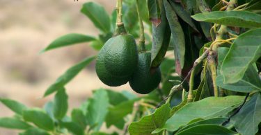 Faire pousser le noyau d'un avocat