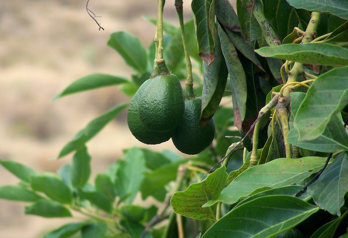 Faire pousser le noyau d'un avocat