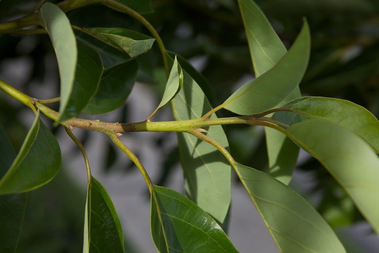 Feuille d'avocatier