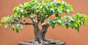 7 astuces pour débutant en bonsai