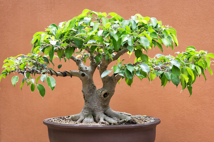 7 astuces pour débutant en bonsai