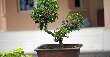 Les bases du bonsai pour un débutant