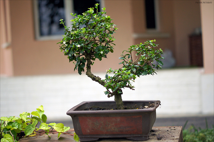 Ficus d'intérieur trop petit bonsaï pour le vrai débutant 