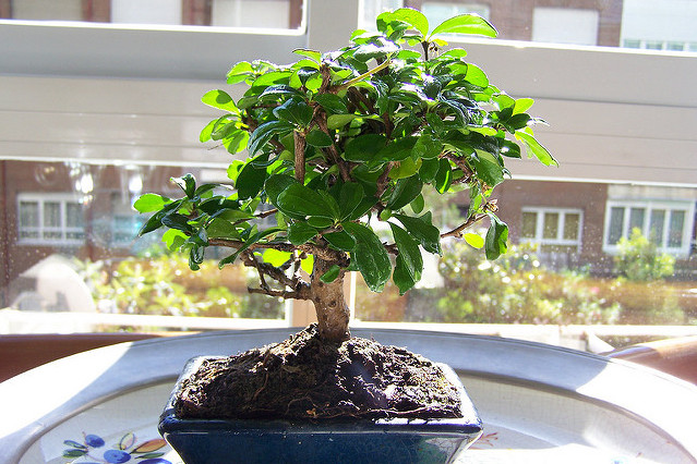 Bonsai Carmona