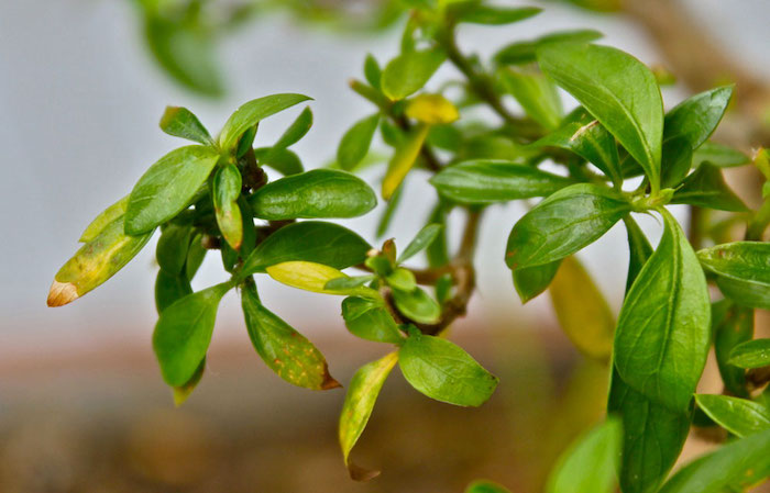 Les feuilles de mon bonsai jaunissent ou noircissent