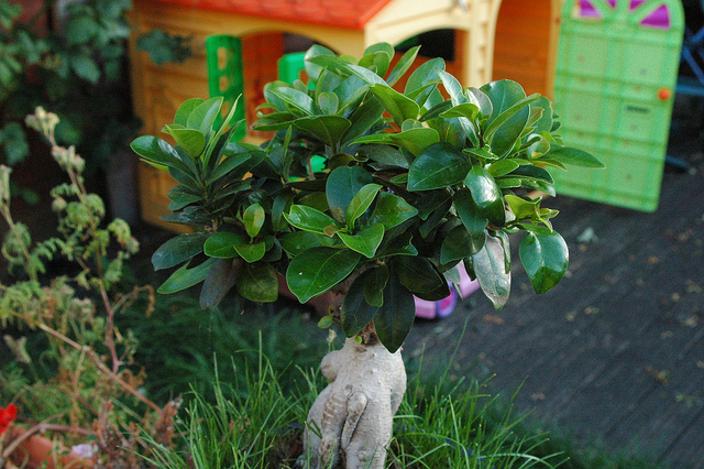 Bonsai Ficus Ginseng