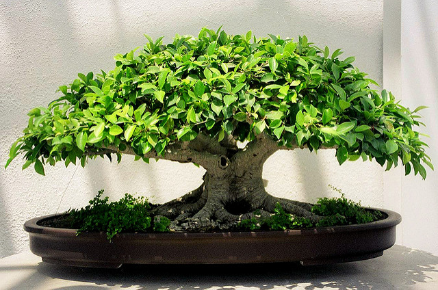 Bonsai Ficus Benjamina